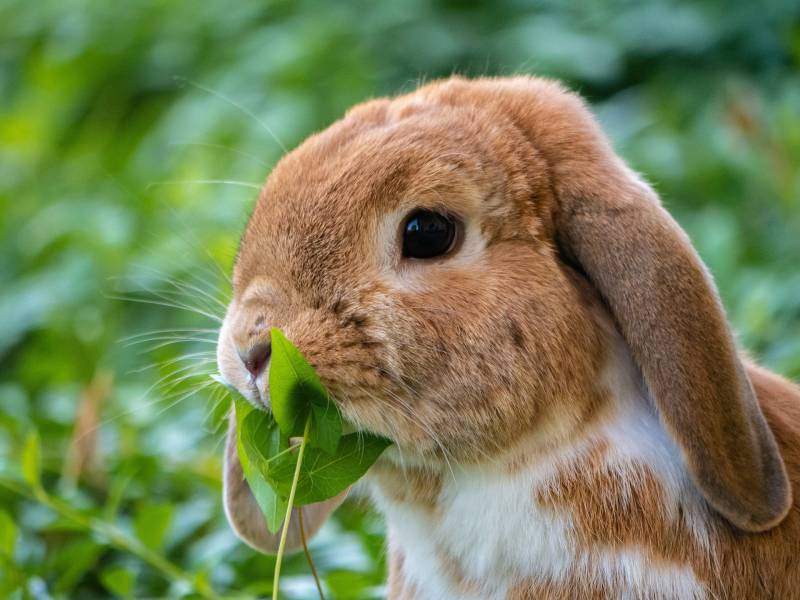Dents de lapin mastication conseil vétérinaire toulon dans le var